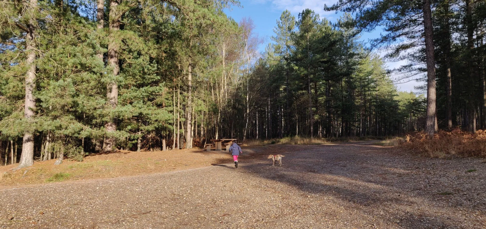 A forest walk near Ringwood — reflecting the calm, grounded character of the team