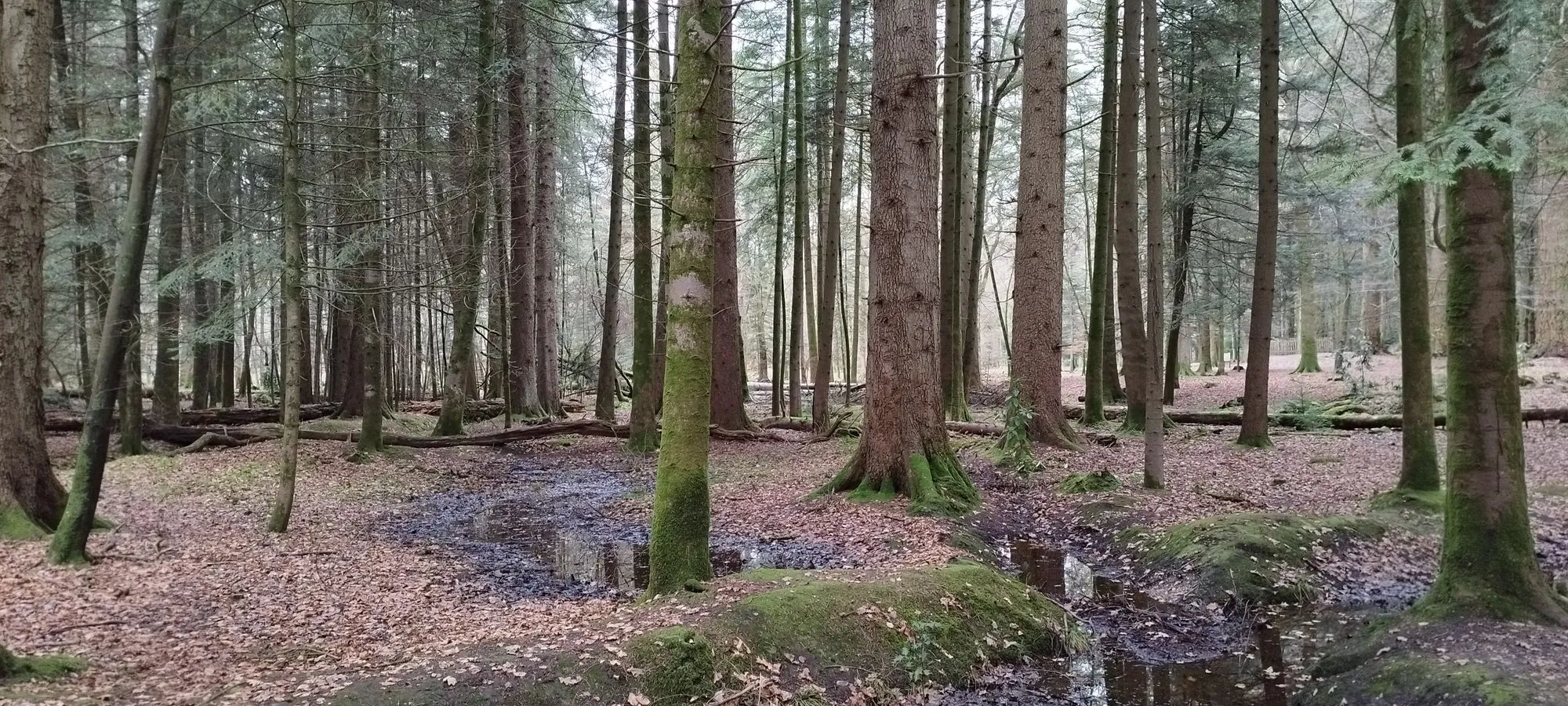 Peaceful woodland near Ringwood — representing the thoughtful, step-by-step journey of financial planning
